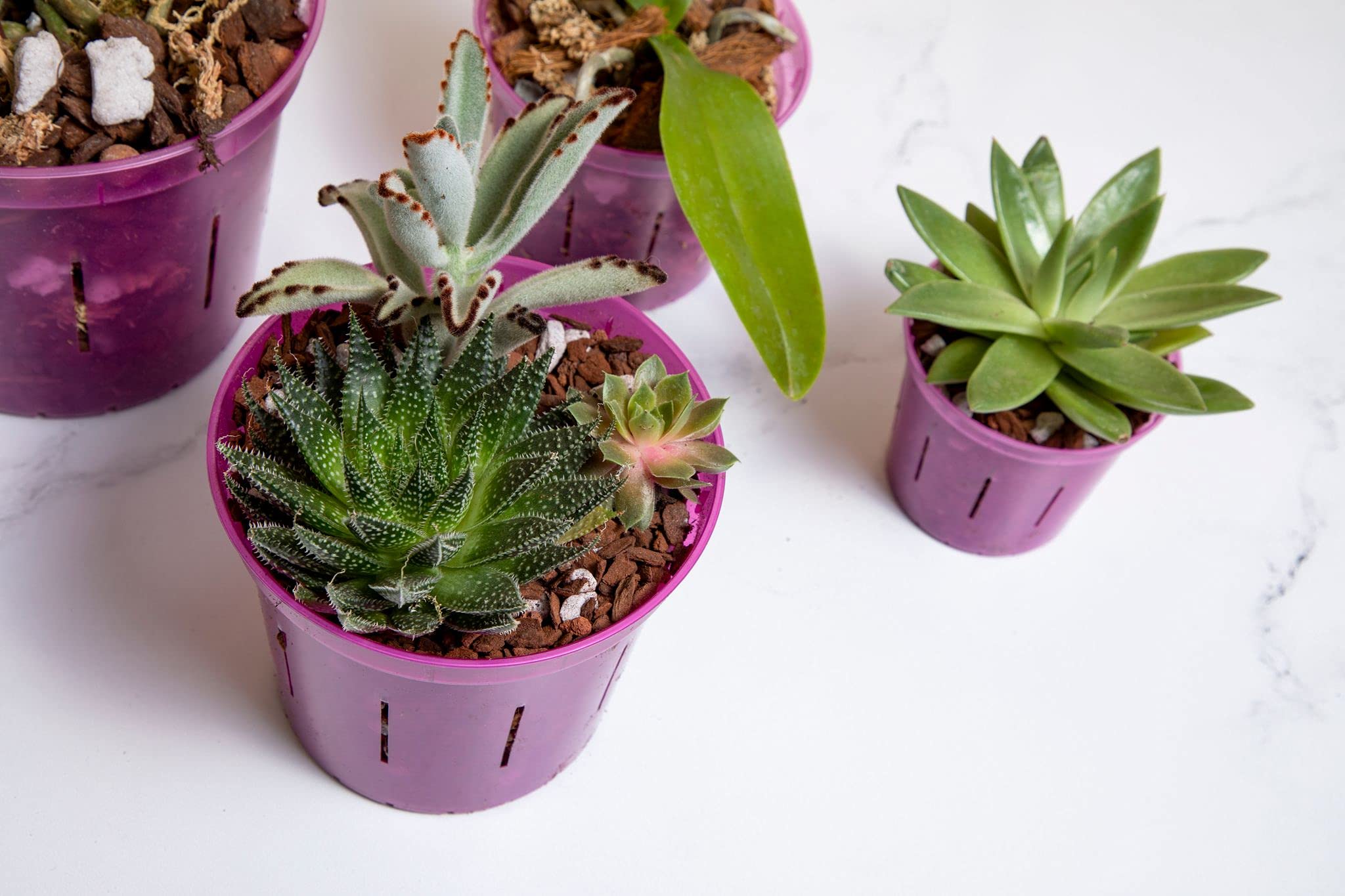 rePotme orchid pots in a garden setting