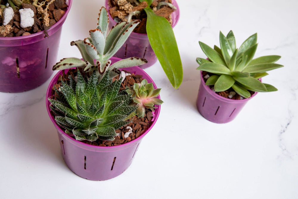 rePotme orchid pots in a garden setting