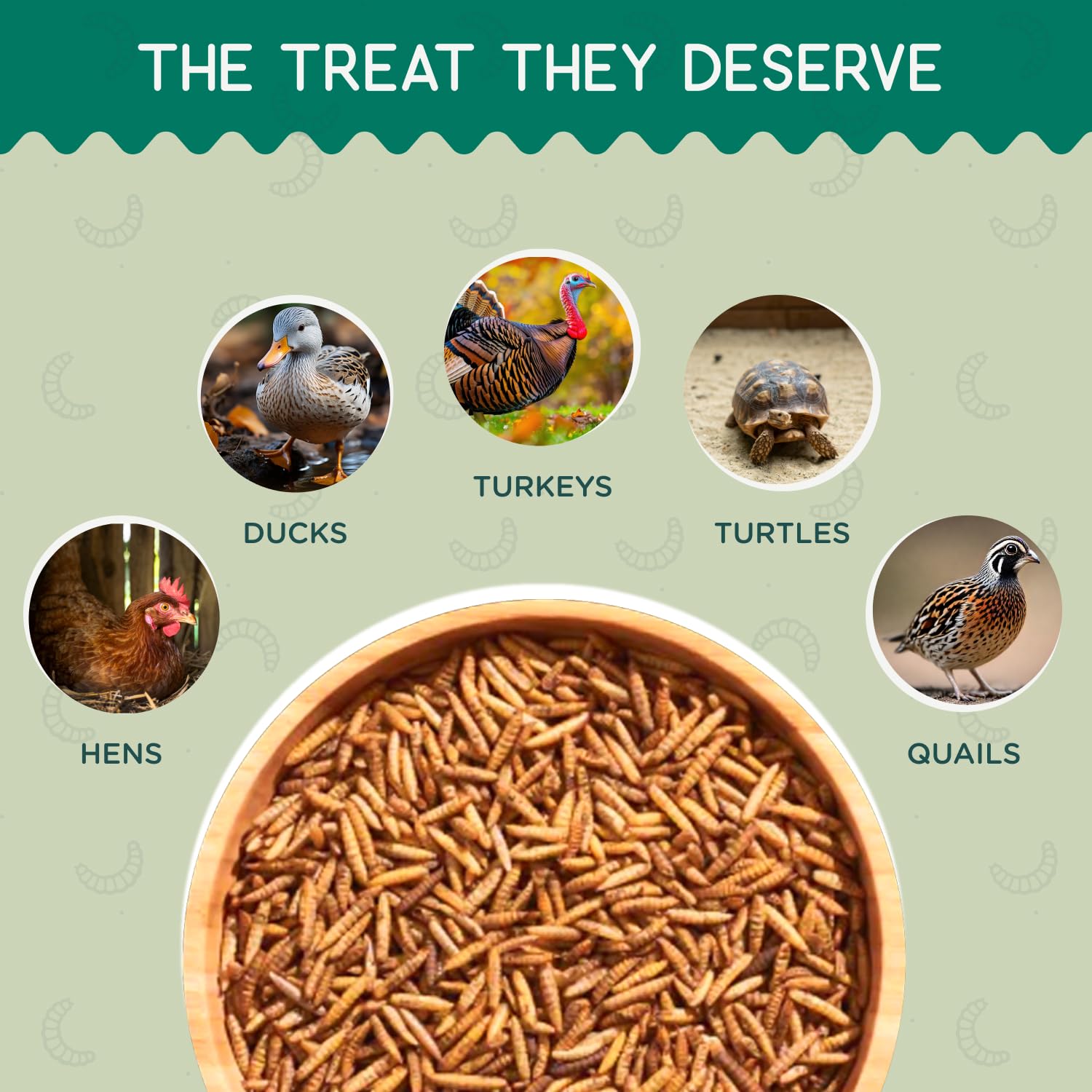 Resealable closure of FLYGRUBS Dried Black Soldier Fly Larvae