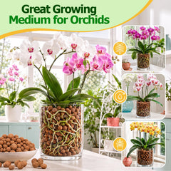 Riare Leca Pebbles arranged in propagation jars