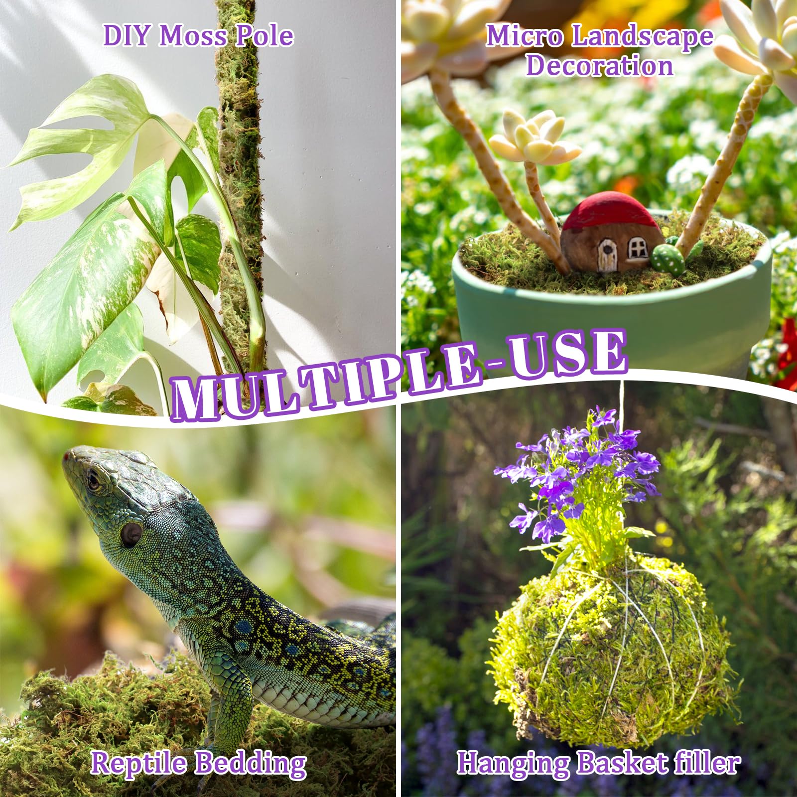 Riare moss used in a terrarium display
