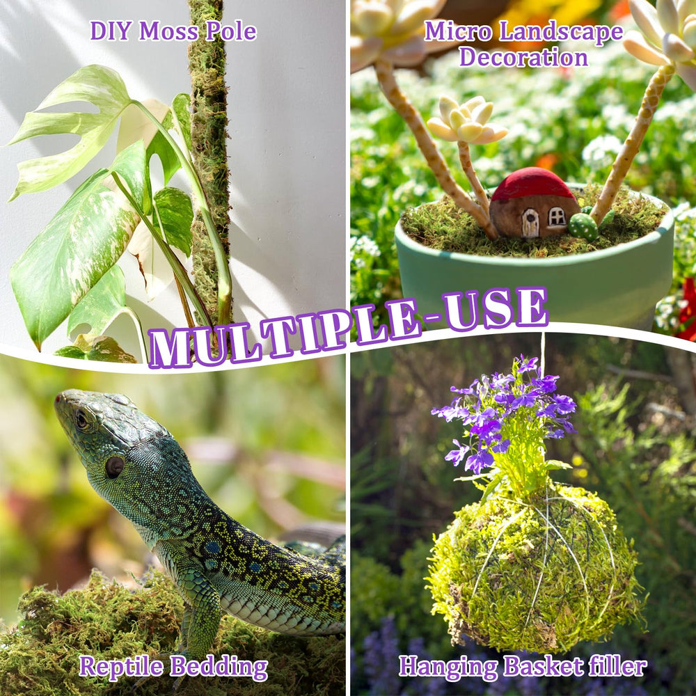 Riare moss used in a terrarium display