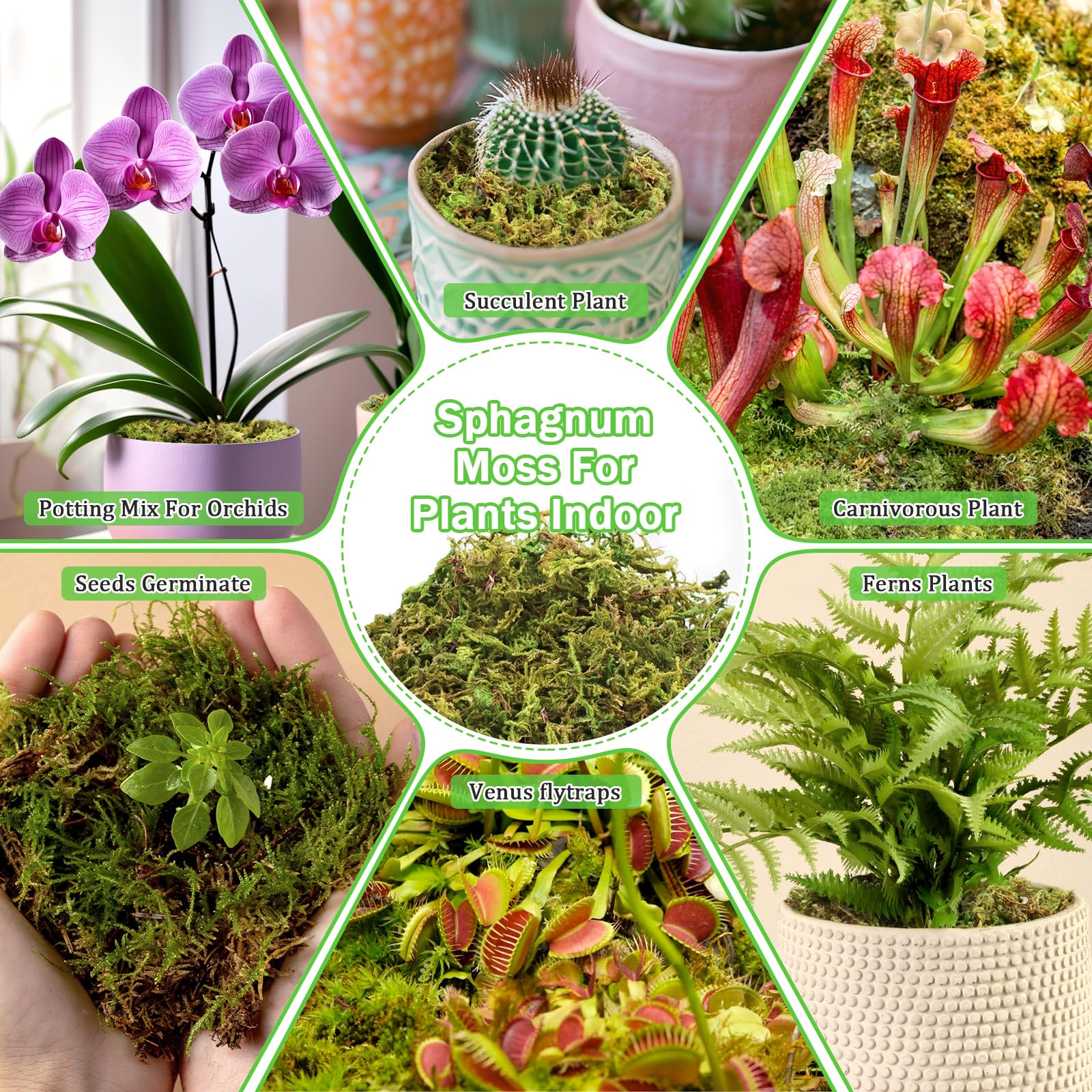 Riare Sphagnum Moss expanded after soaking