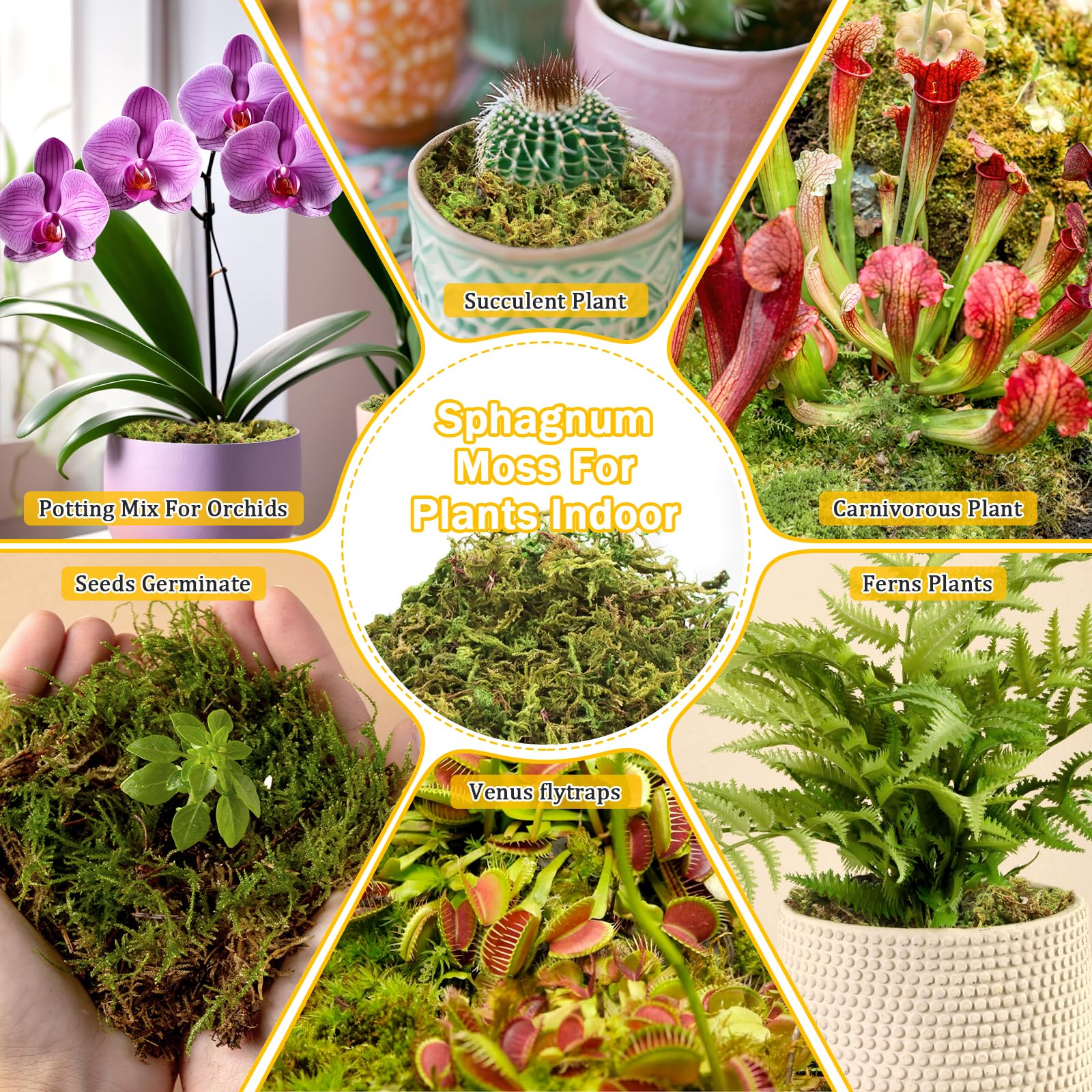Riare sphagnum moss used in a DIY project