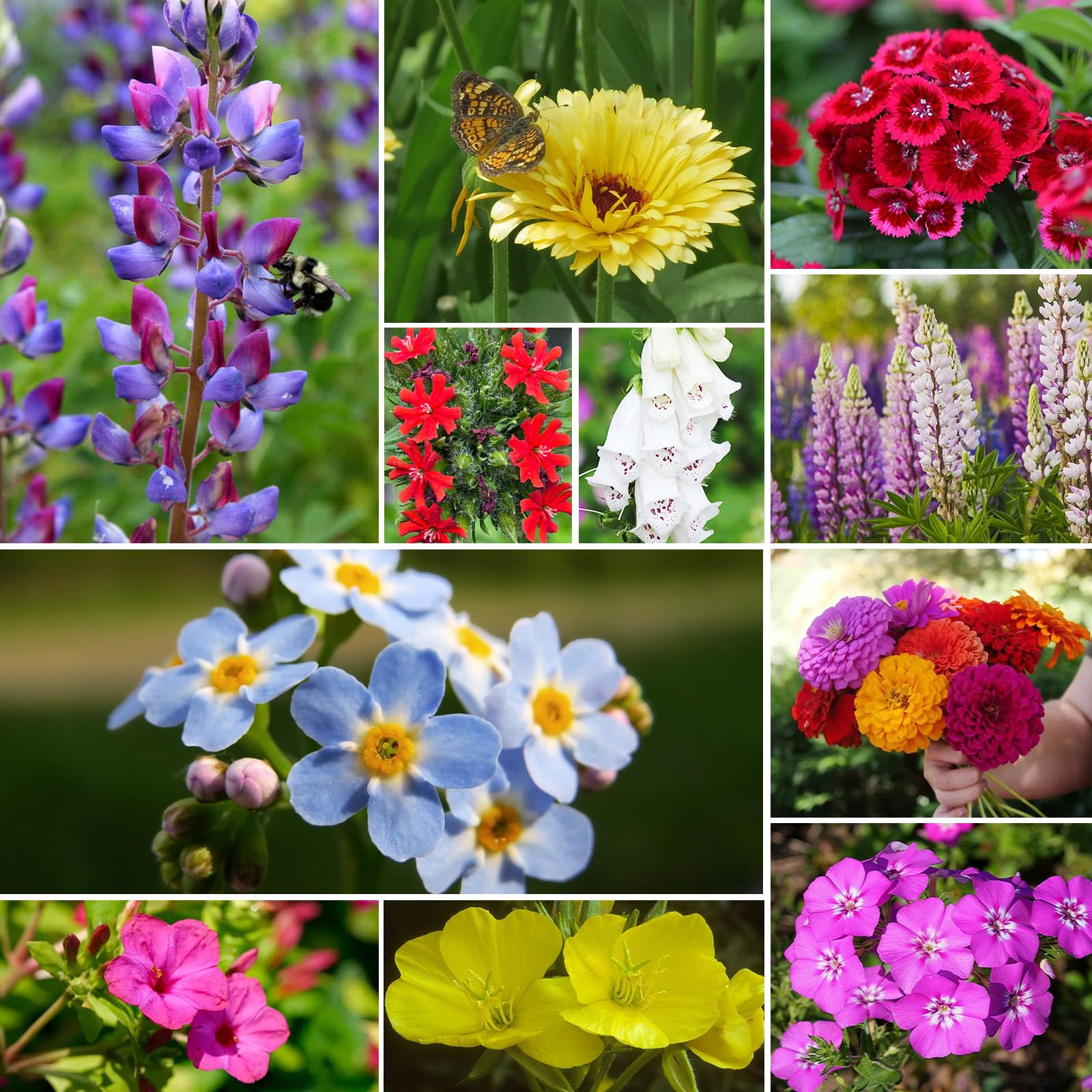 Ripe wildflowers in various colours, showcasing the results of Groundio seeds