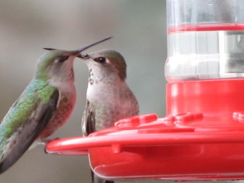 Rocky Mountain Goods Hummingbird Feeder in garden setting