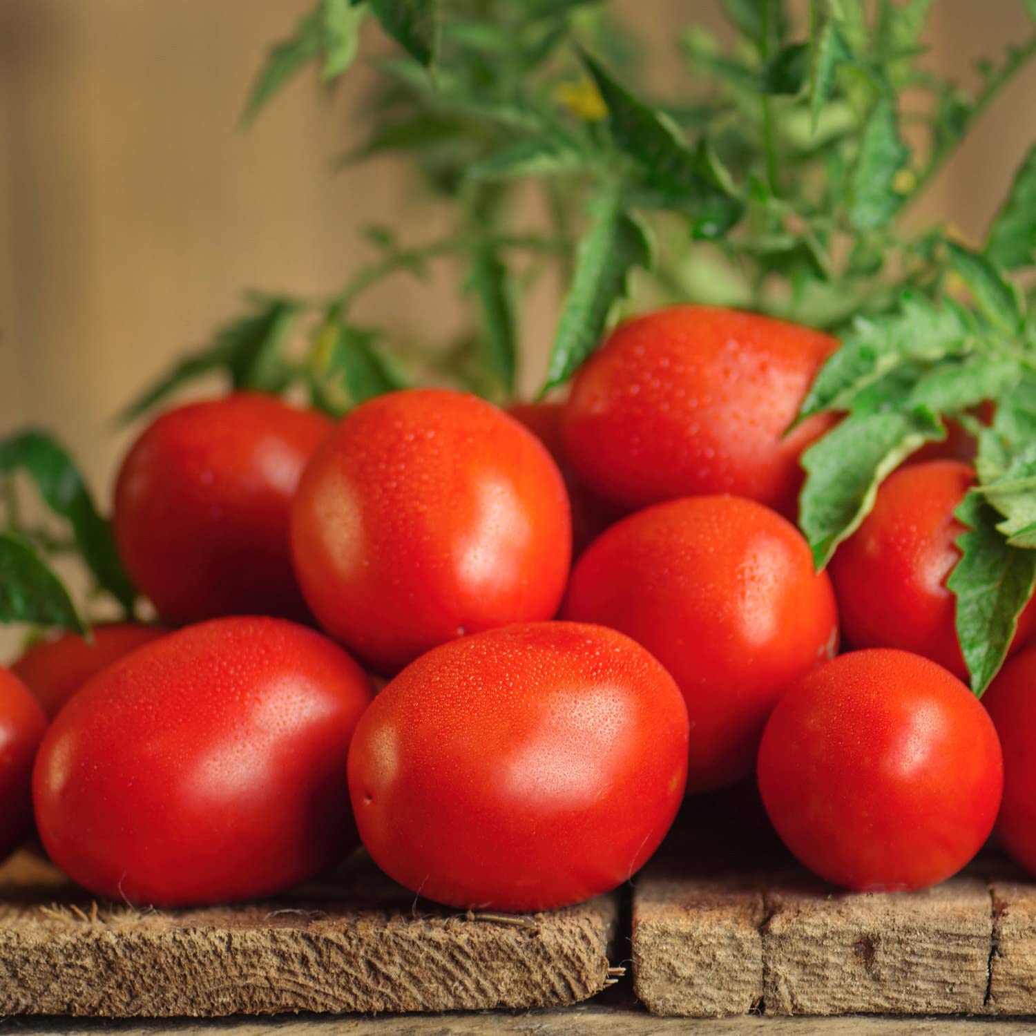 Roma tomato plants in a garden setting
