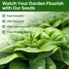 Romaine Lettuce seeds from Groundio