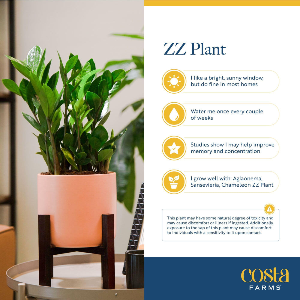 Room setting with Costa Farms ZZ Plant