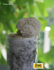 Root Mushroom Farm Lion's Mane Liquid Culture in a garden setting