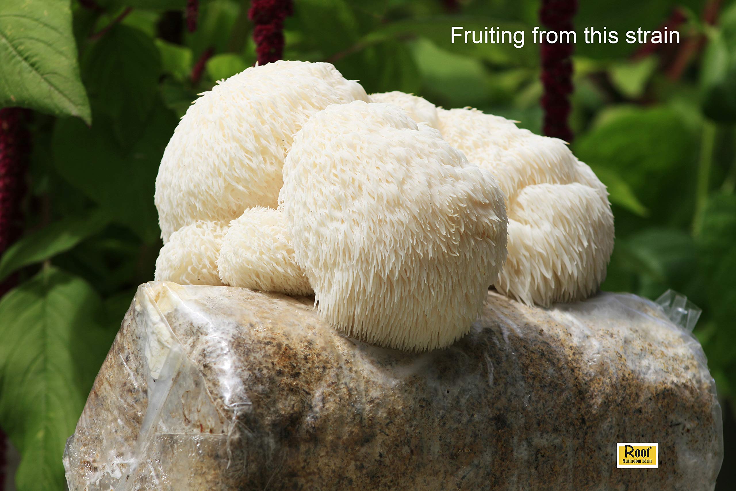 Root Mushroom Farm Lion's Mane Liquid Culture packaging