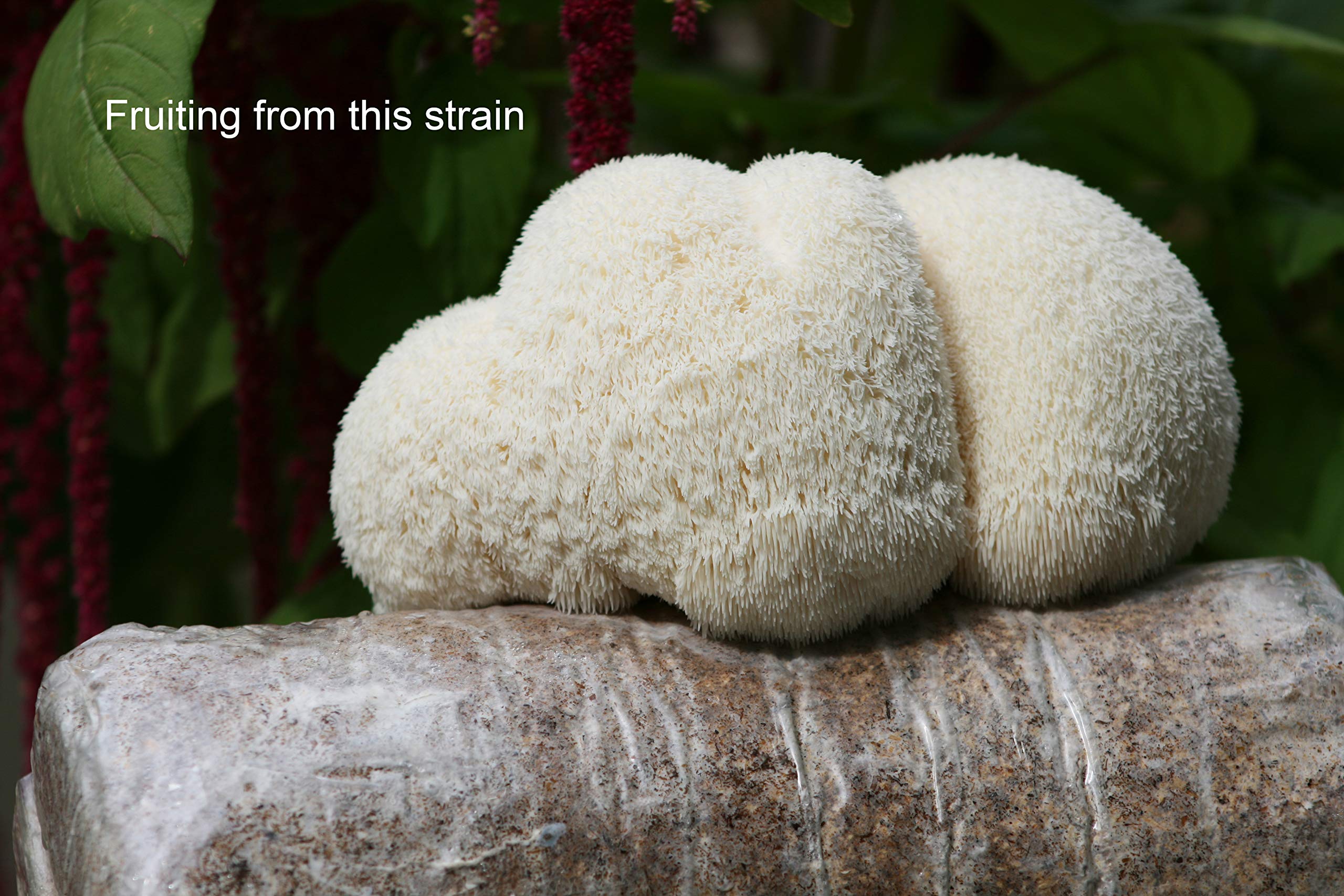 Root Mushroom Farm Lion's Mane Liquid Culture with substrate