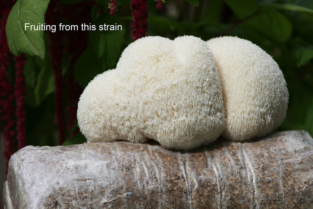 Root Mushroom Farm Lion's Mane Liquid Culture with substrate