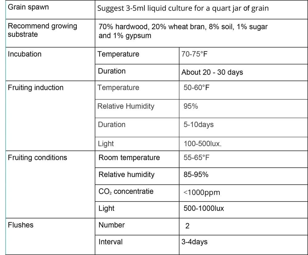 Root Mushroom Farm Maitake liquid culture in usage