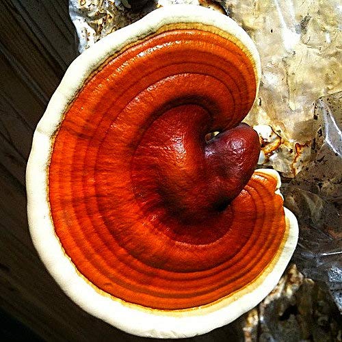 Root Mushroom Farm Reishi Liquid Culture in a cultivation environment