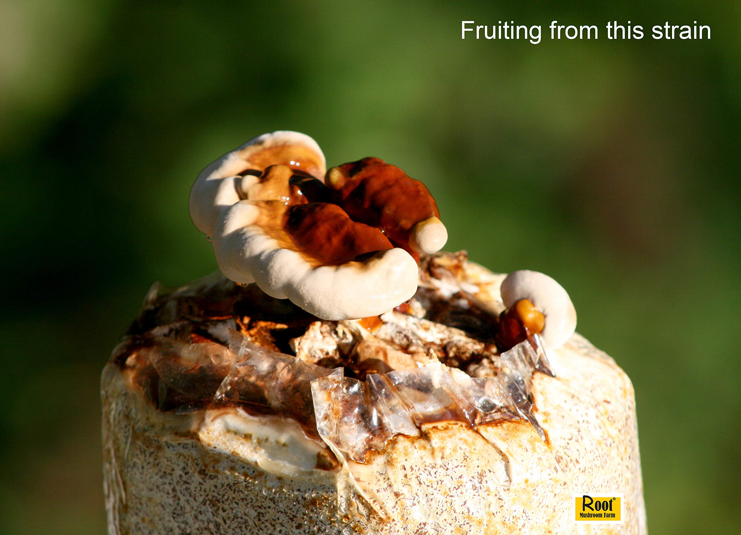 Root Mushroom Farm Reishi Liquid Culture in a gardening setup