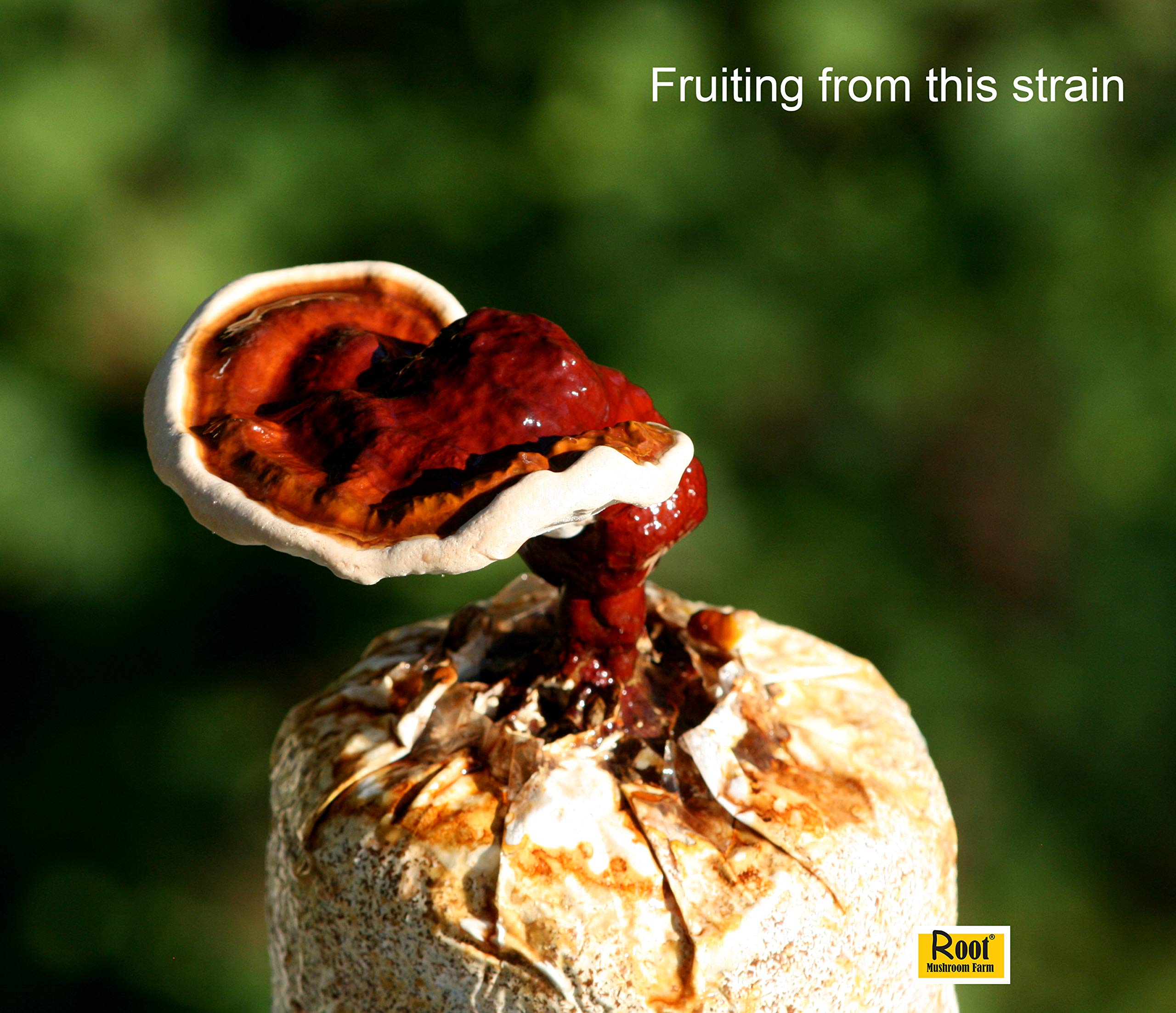 Root Mushroom Farm Reishi Liquid Culture packaging details