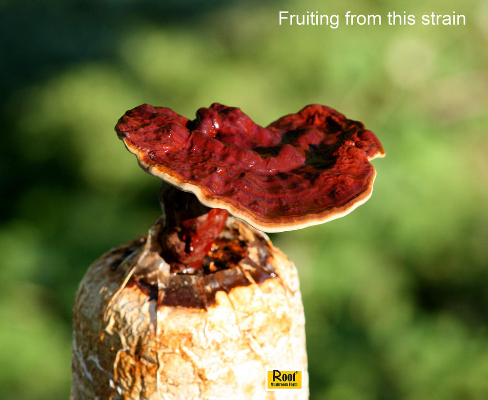 Root Mushroom Farm Reishi Liquid Culture with safety instructions