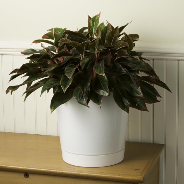 Root & Vessel 12-Inch Full Depth Cylinder Pot dimensions