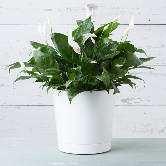 Root & Vessel 12-Inch Full Depth Cylinder Pot in outdoor setting