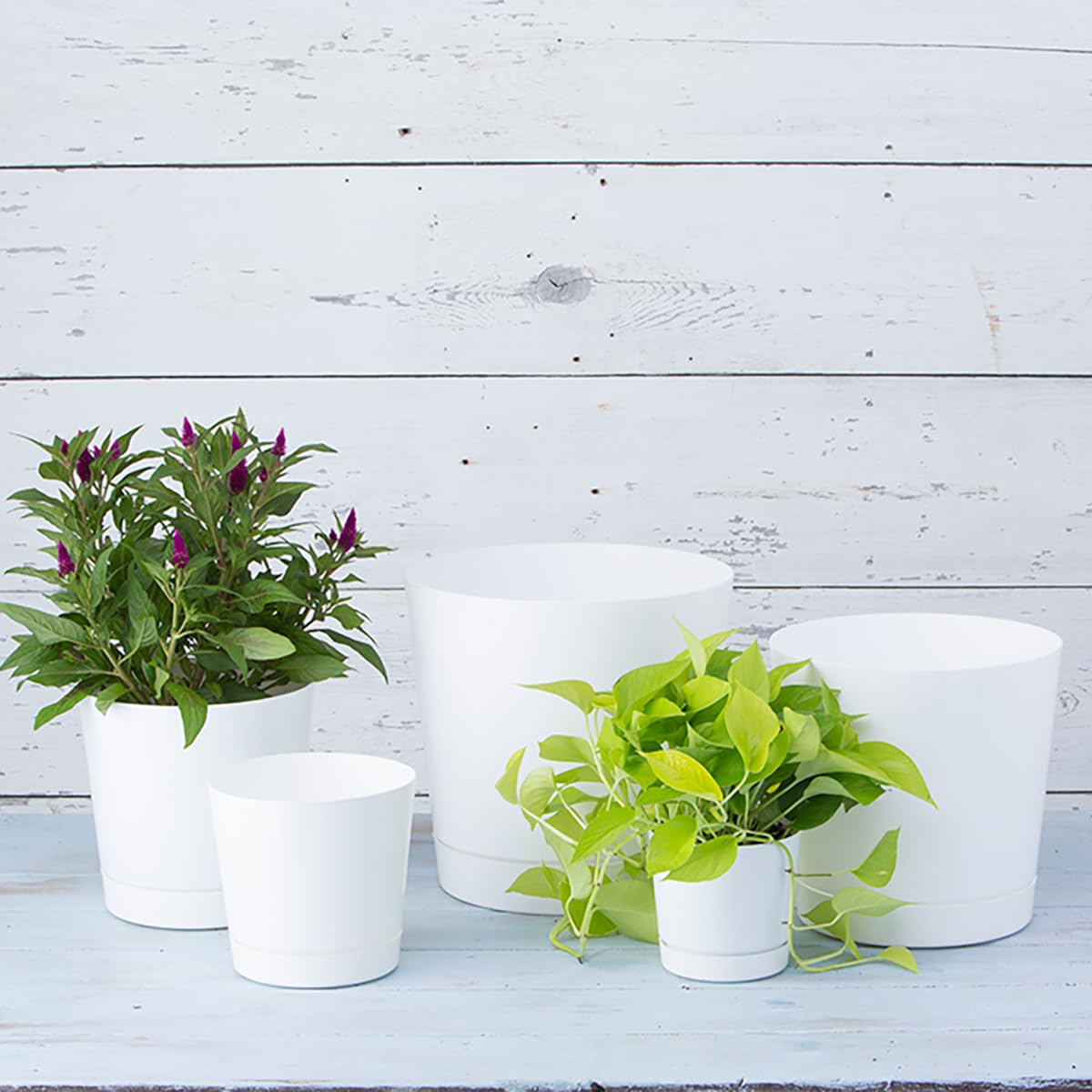 Root & Vessel 12-Inch Full Depth Cylinder Pot with plants