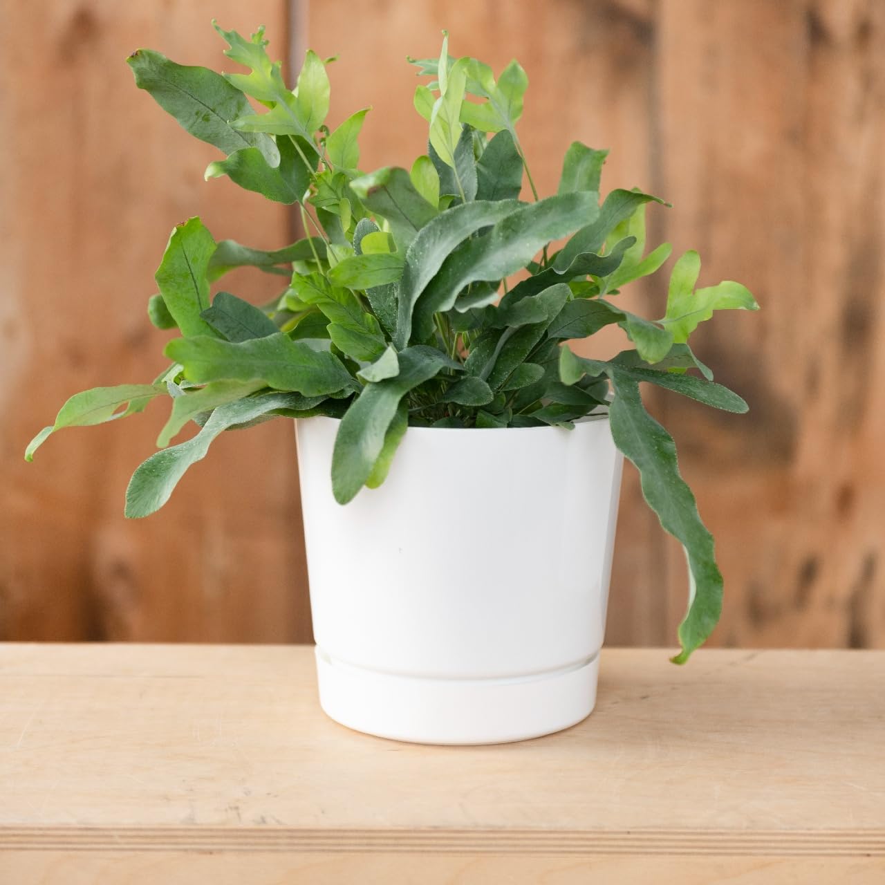 Root & Vessel 8-Inch Cylinder Pot with built-in tray, side view