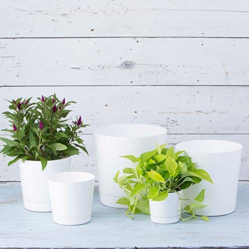 Root & Vessel 8-Inch pot dimensions displayed with a ruler