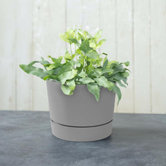 Root & Vessel Majestic planter with plant inside