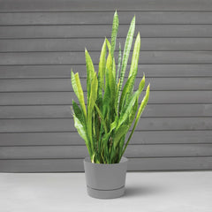Root & Vessel Majestic pot on patio with plants