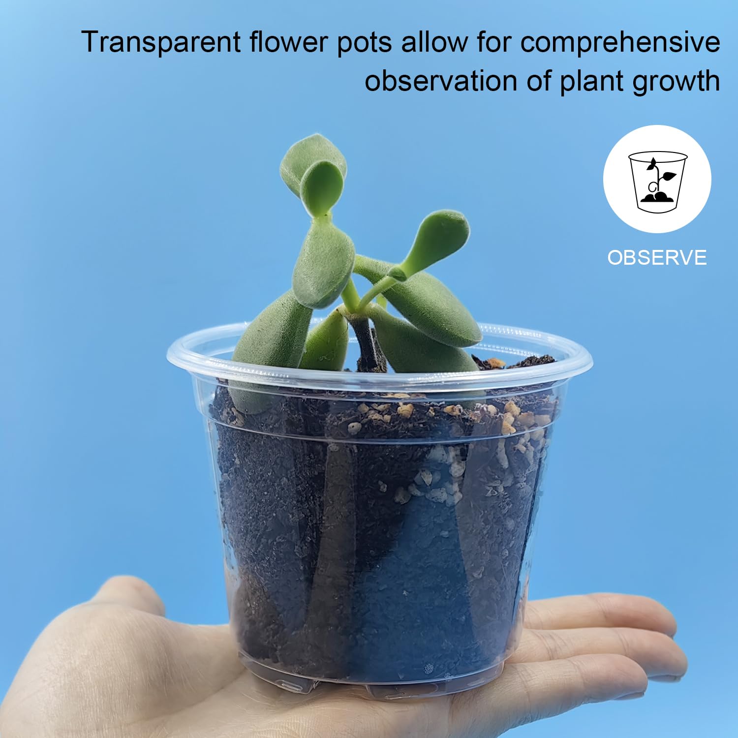 RooTrimmer 100 pack clear seedling pots stacked
