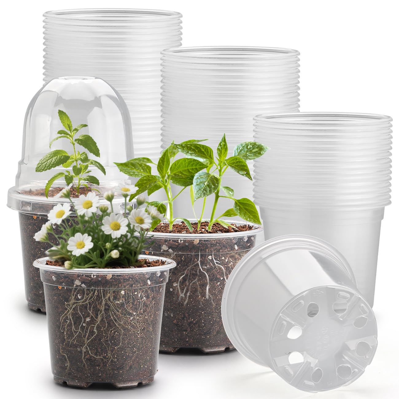 RooTrimmer 60 Pack Clear Nursery Pots front view with humidity domes