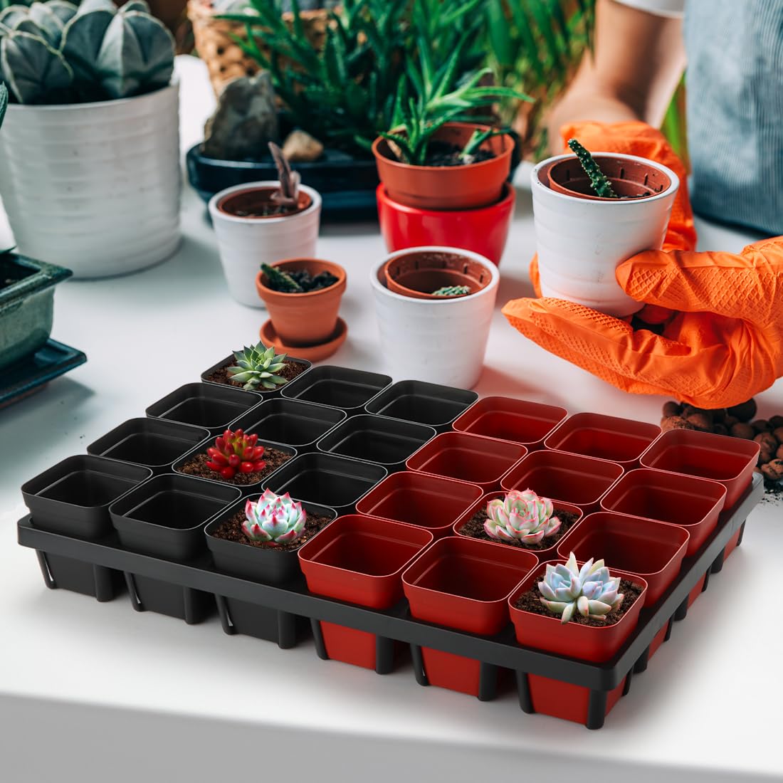 RooTrimmer Plant Tray in use during potting