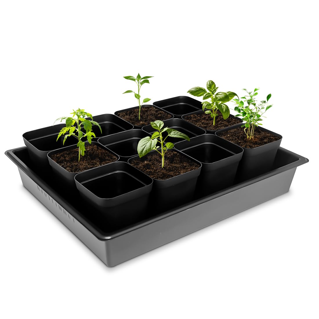 RooTrimmer Seed Starter Tray with seedlings planted