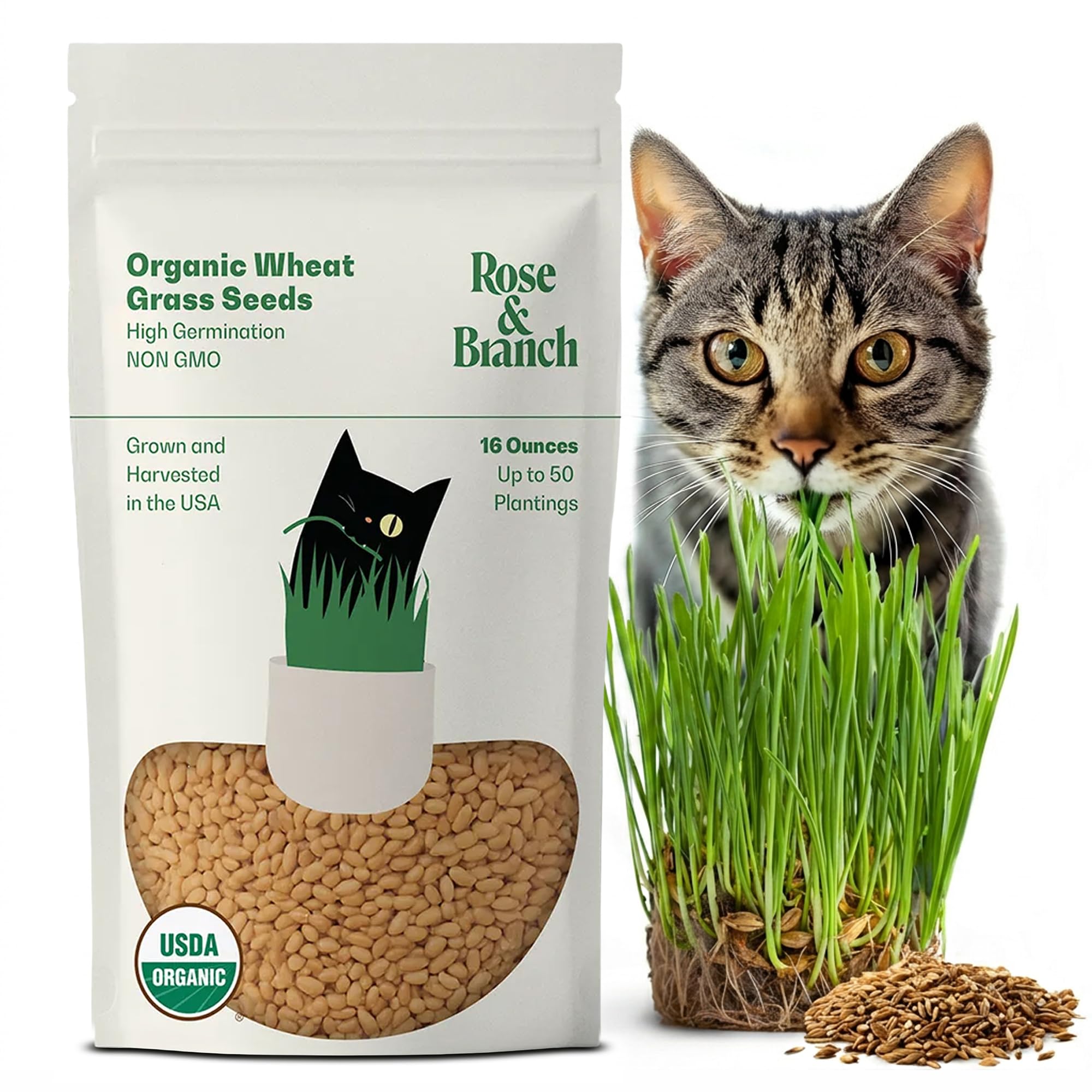 Rose and Branch Organic Wheat Grass Seeds 16 oz front view