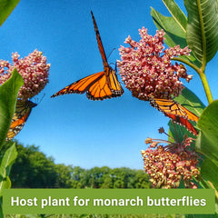 Rose Milkweed plant with butterflies feeding on flowers