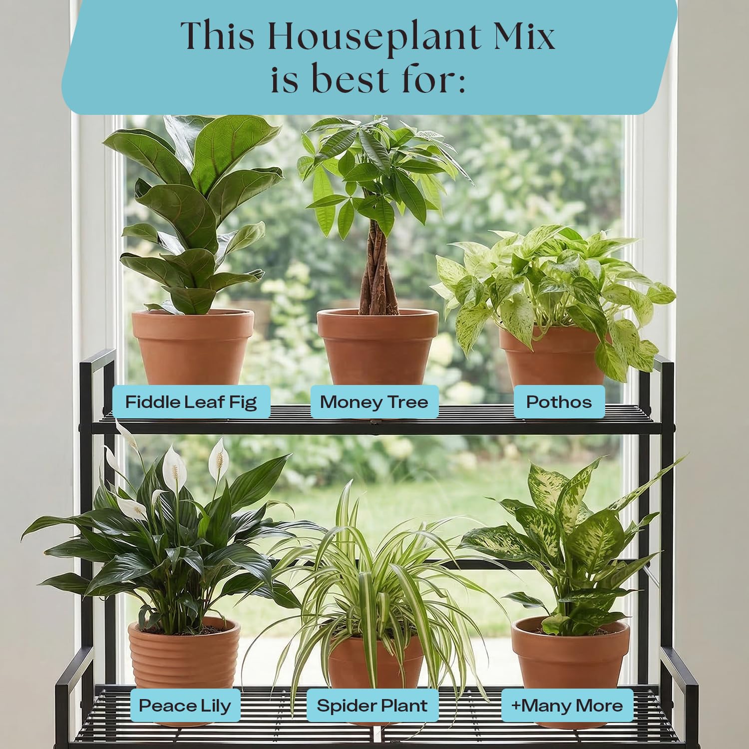 Rosy Soil potting mix displayed with various indoor plants