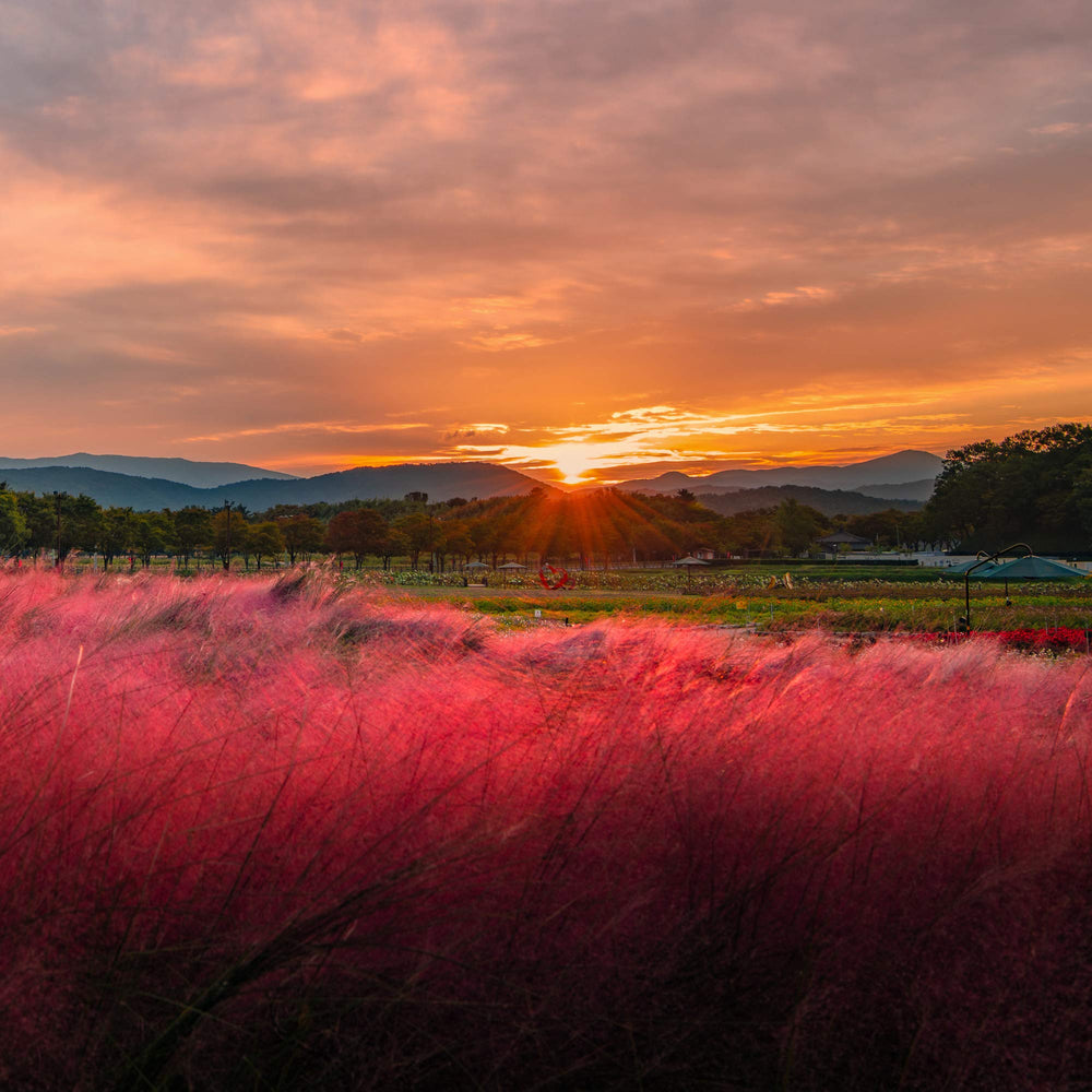 Ruby Muhly Grass growing alongside other plants