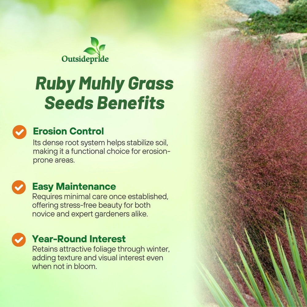 Ruby Muhly Grass in a decorative garden setting