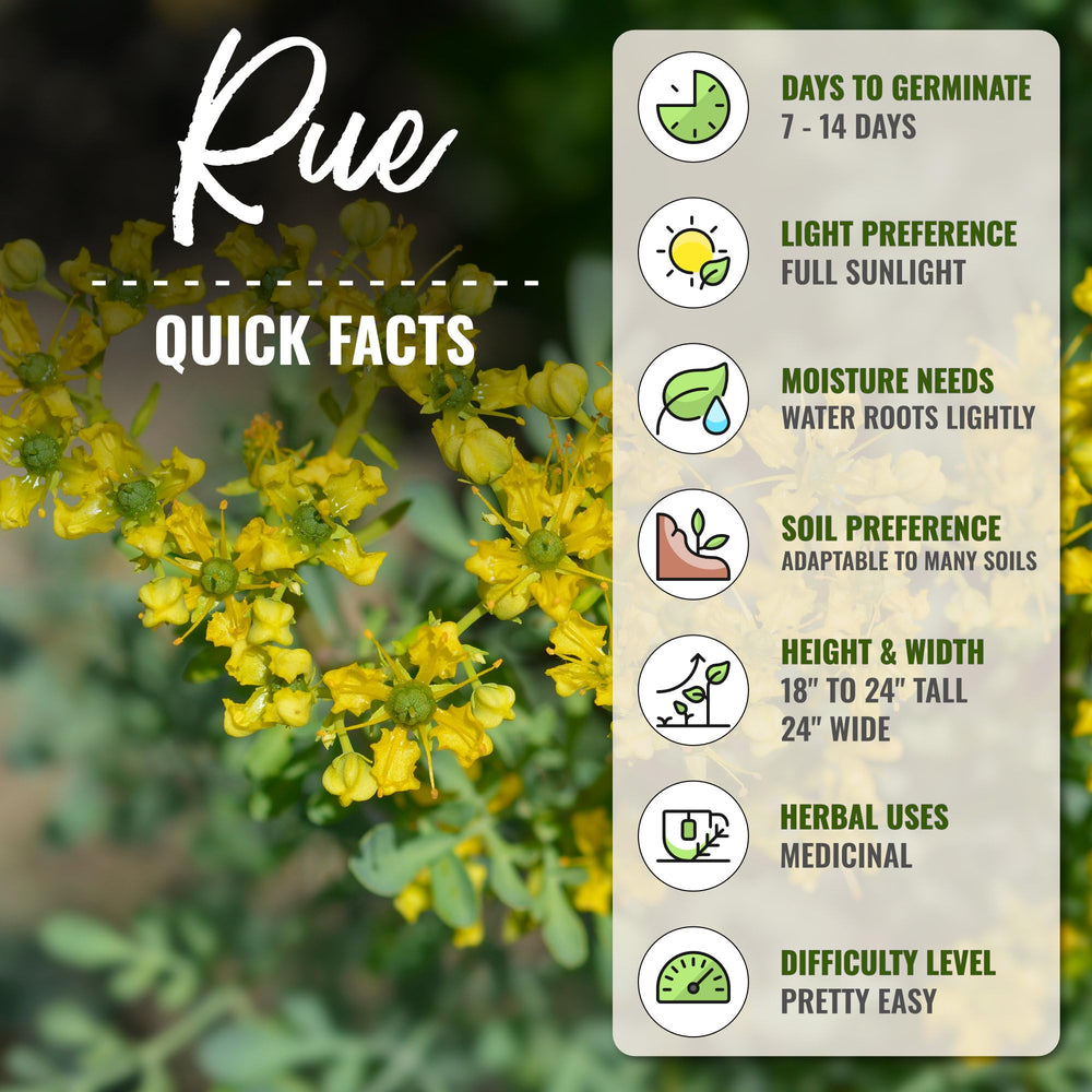 Rue Herb plant with blue-green leaves and yellow flowers