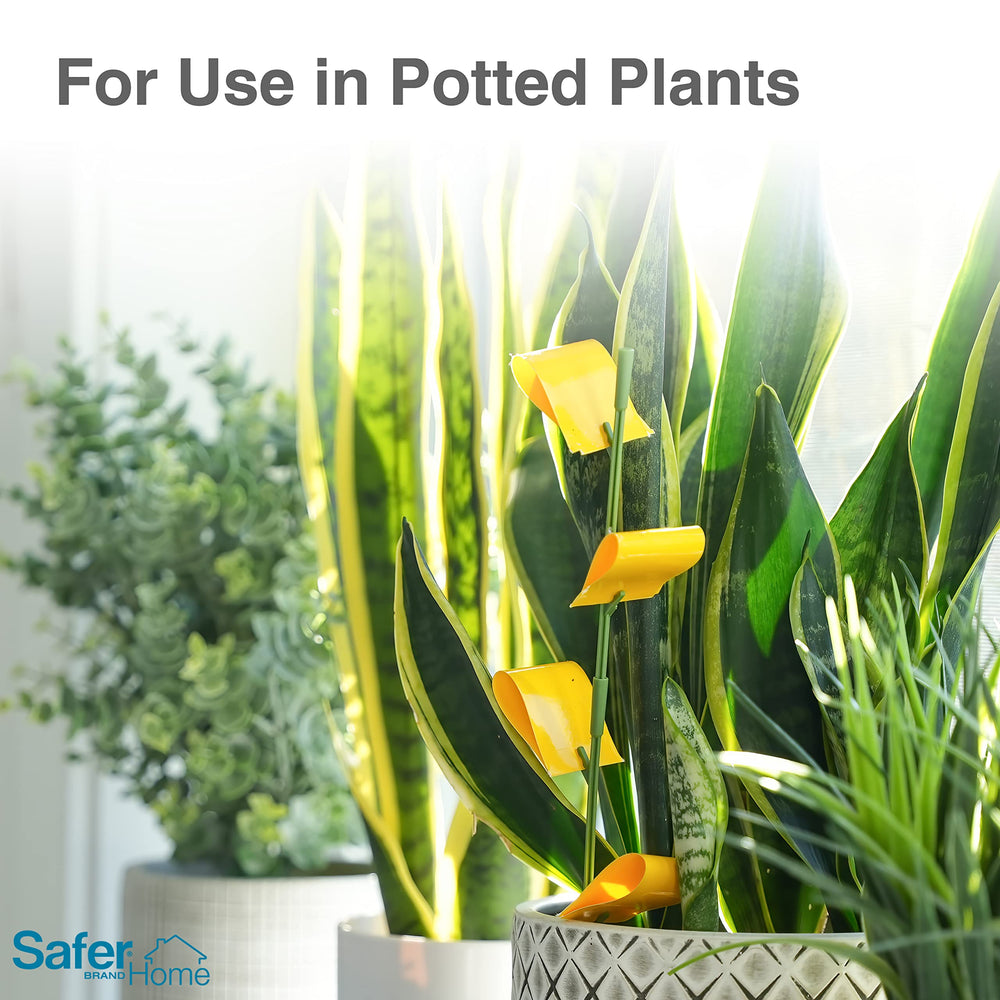 Safer Houseplant Sticky Stakes inserted into potted plants in home setting