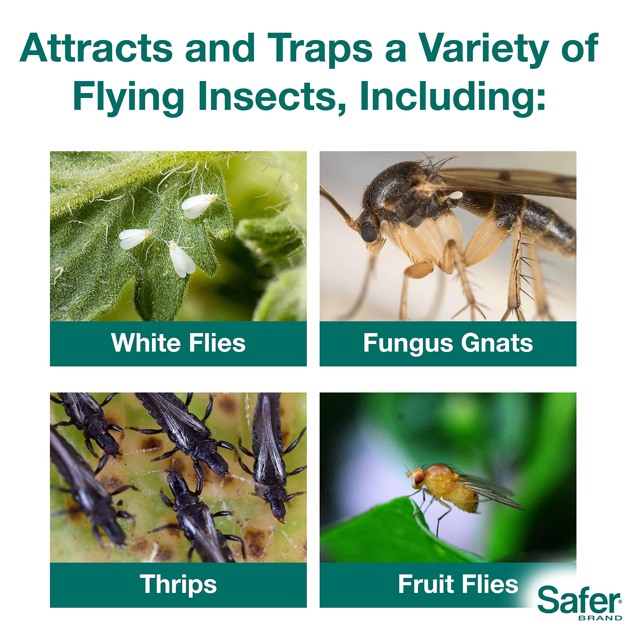 Safer Sticky Stakes placed in potted plant