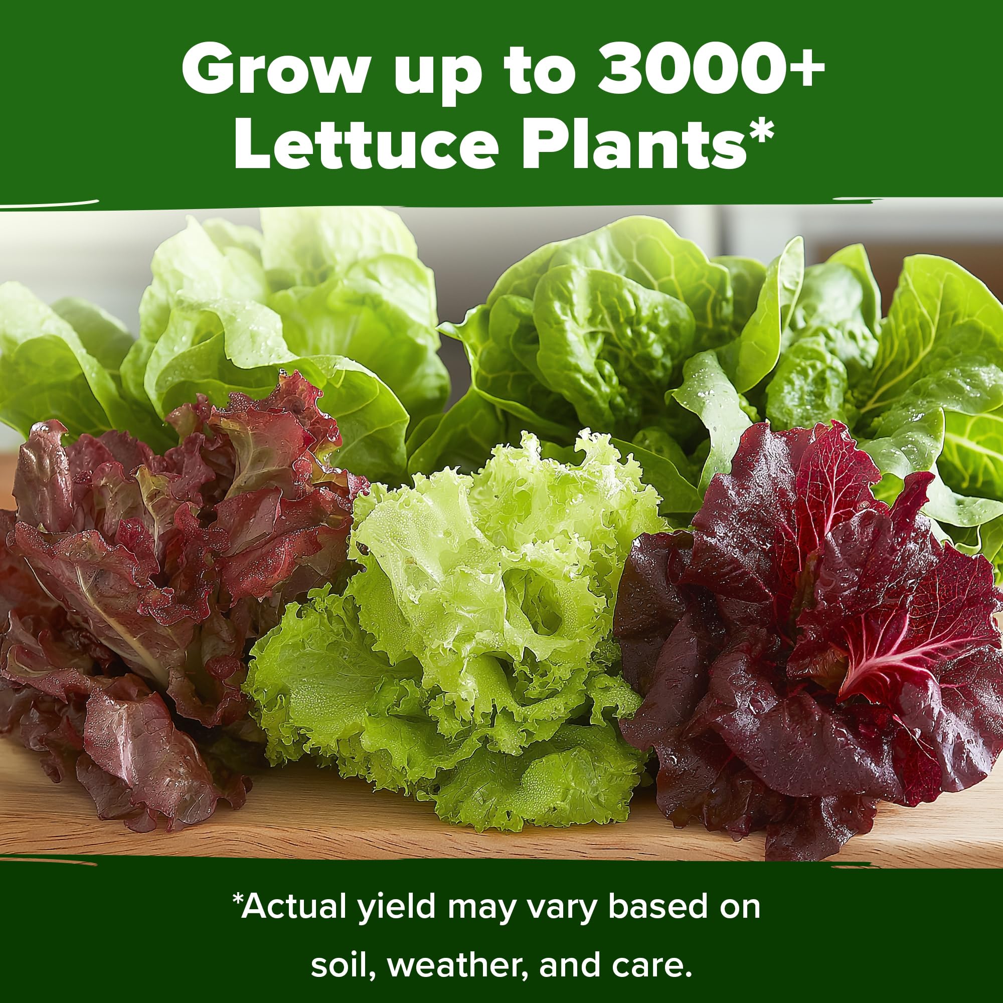 Salad made with homegrown lettuce varieties