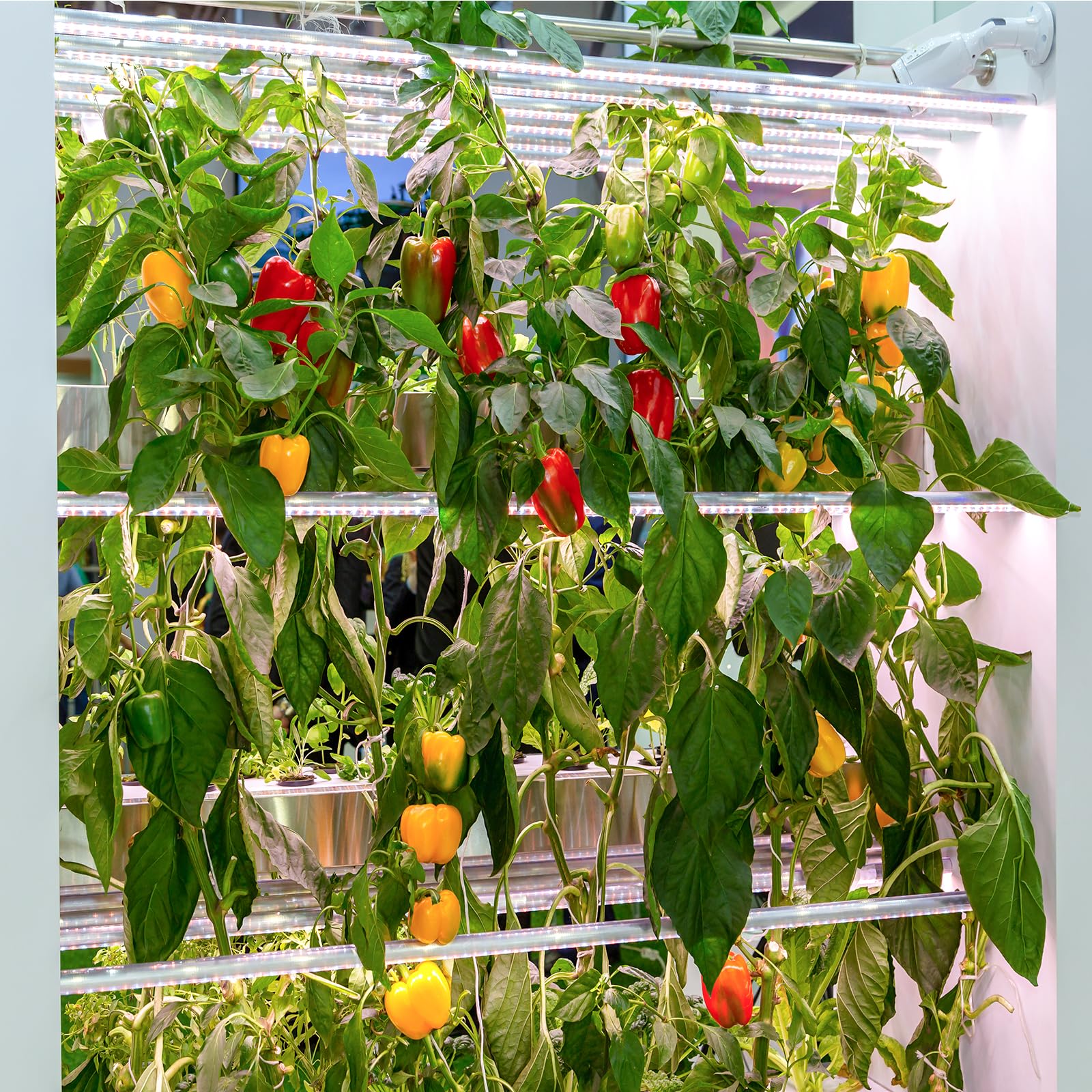 Sample of ghost pepper from the garden kit