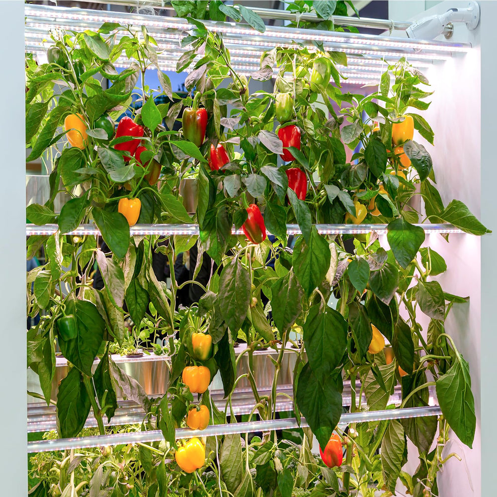 Sample of ghost pepper from the garden kit