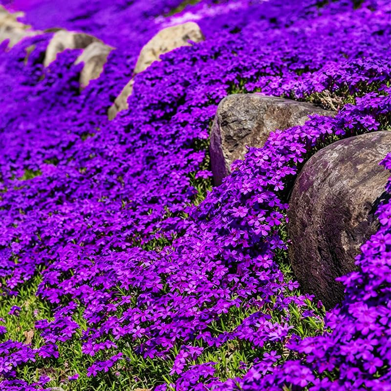 Sandy soil ideal for planting creeping thyme seeds