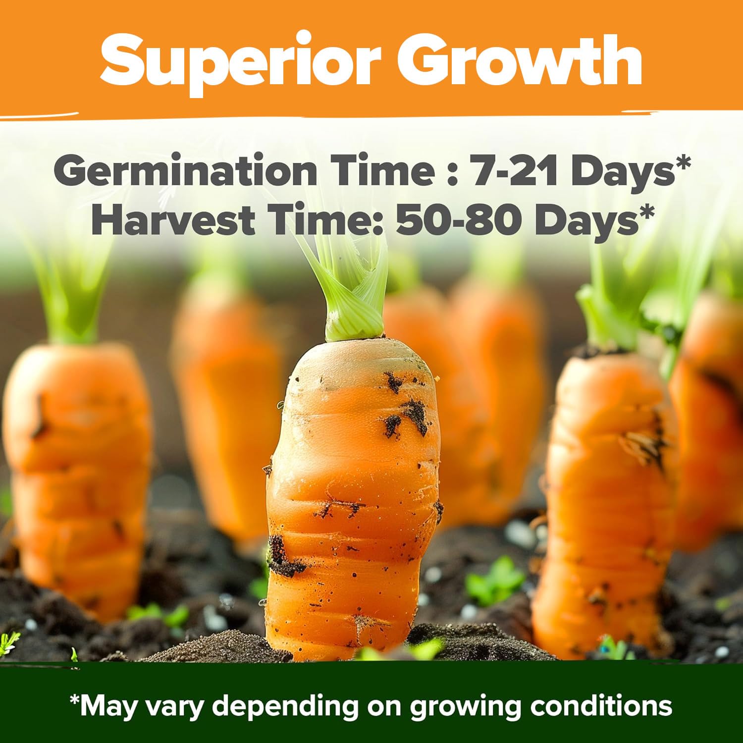 Scarlet Nantes carrot seeds from HOME GROWN variety mix