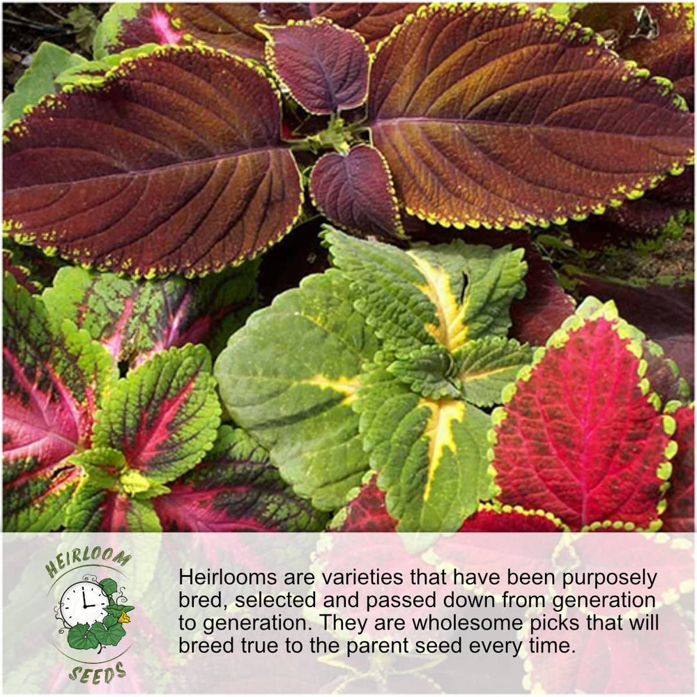 Scarlet O'Hara Morning Glory seeds packet with detailed planting guide