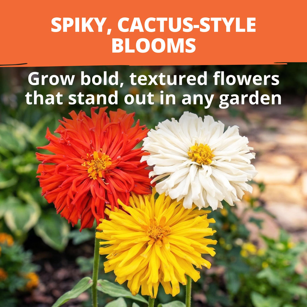 Scarlet Zinnia Cactus flower in full bloom