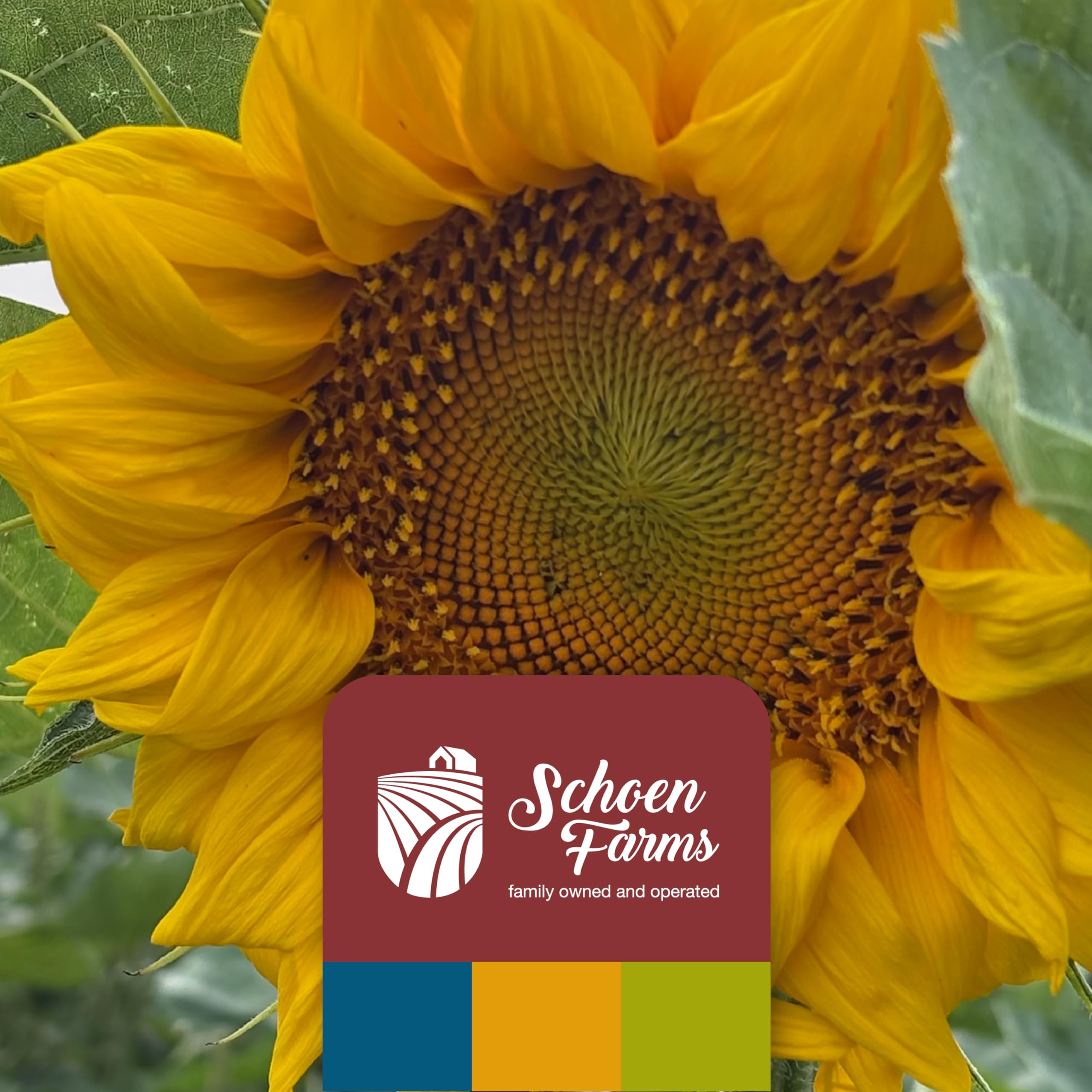 Schoen Farms Striped Sunflower Seeds in a garden setting