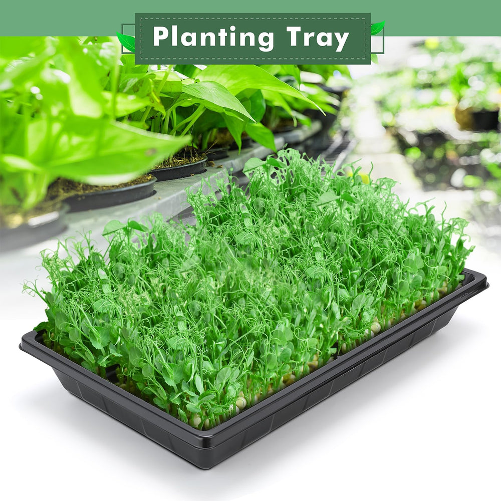 Sckee Plant Growing Tray with seeds planted